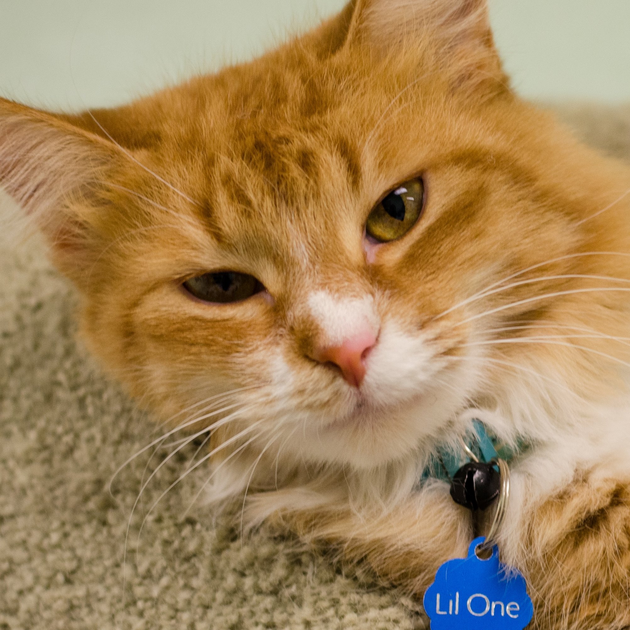 Photo 4 from WISHBONE PET RESCUE