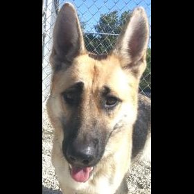 Photo 5 from WISHBONE PET RESCUE