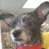 Photo 6 from WISHBONE PET RESCUE