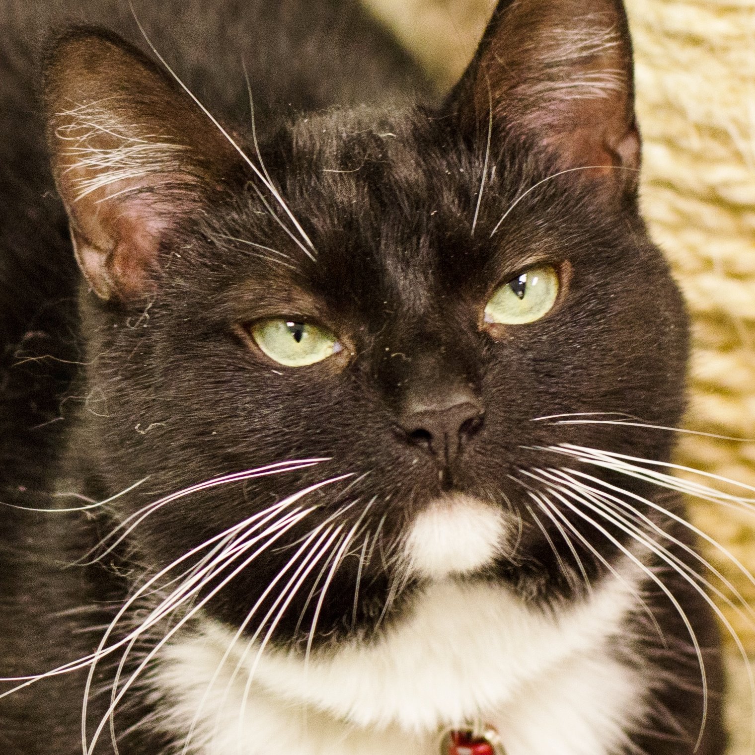 Photo 7 from WISHBONE PET RESCUE