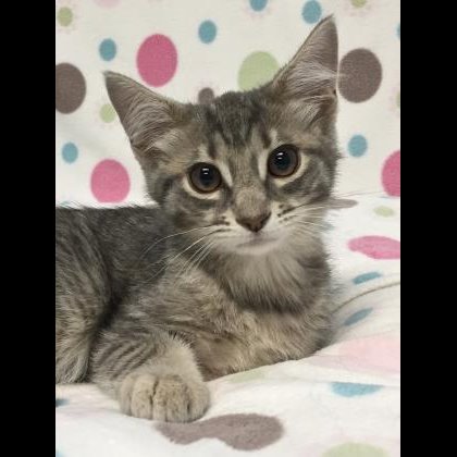 Photo 8 from WISHBONE PET RESCUE