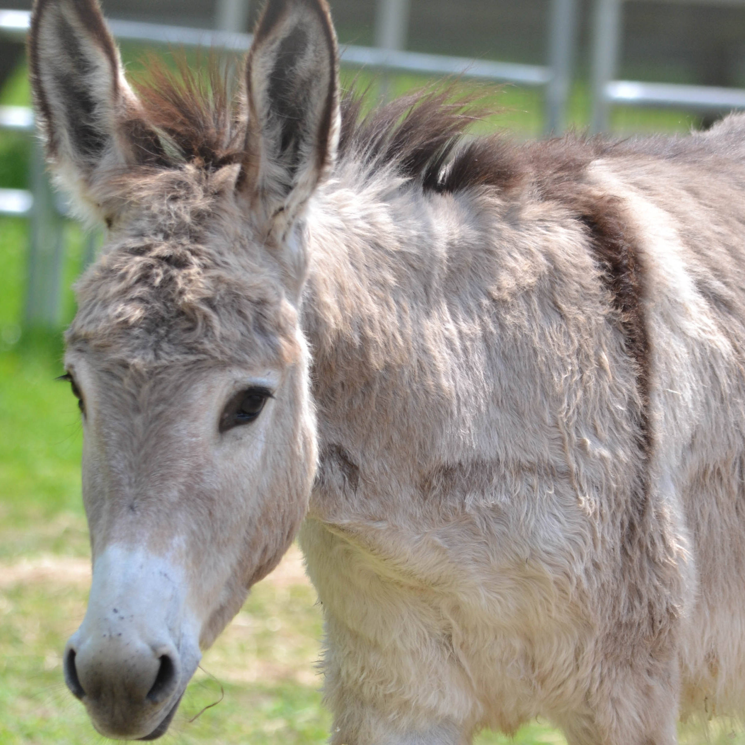 Photo 7 from Spring Reins of Life, Inc. (Horses, Humans