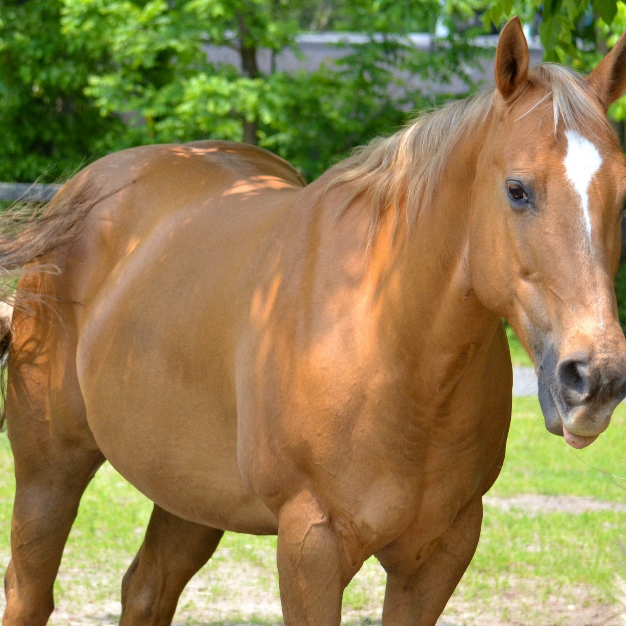 Photo 10 from Spring Reins of Life, Inc. (Horses, Humans