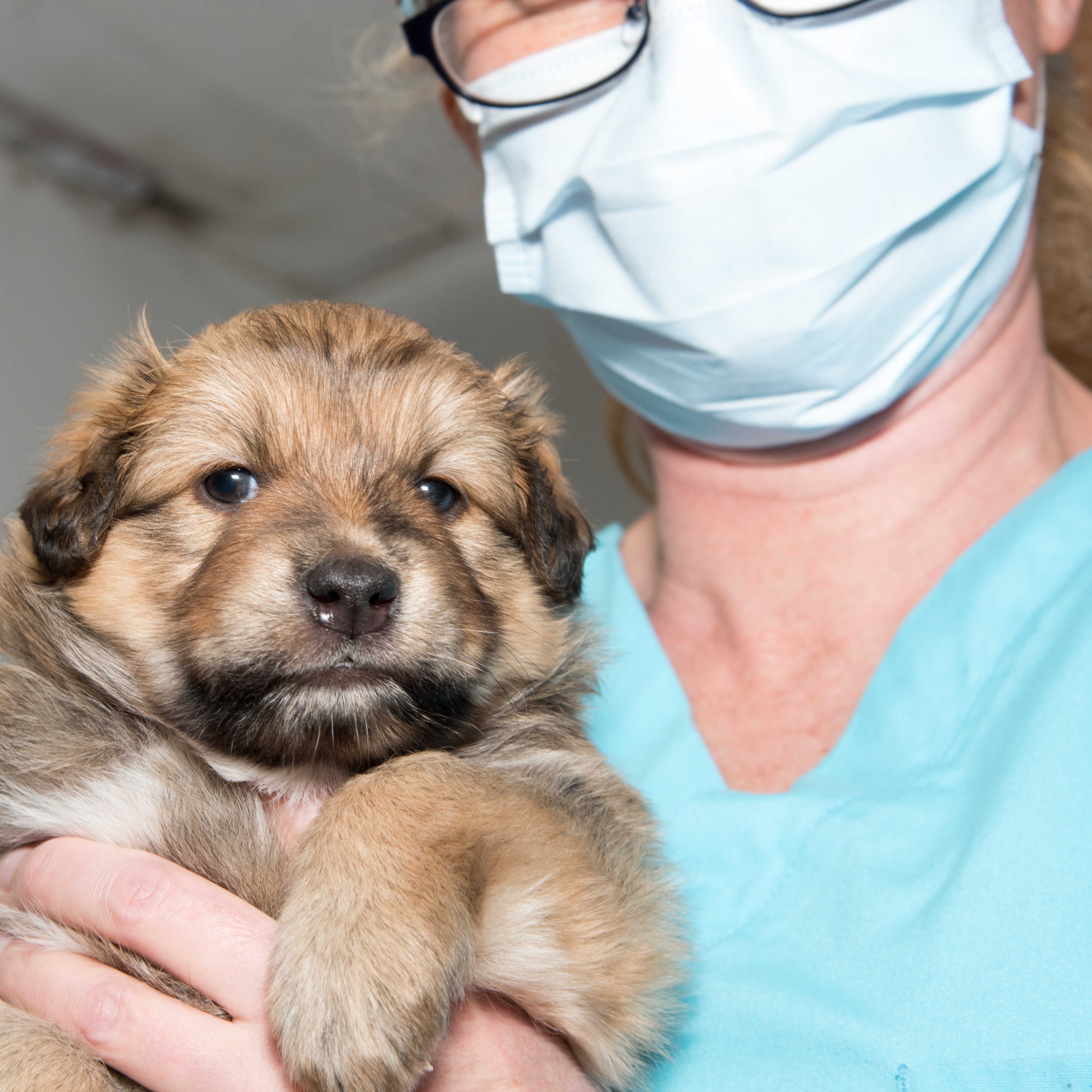 Photo 8 from Chemung County SPCA