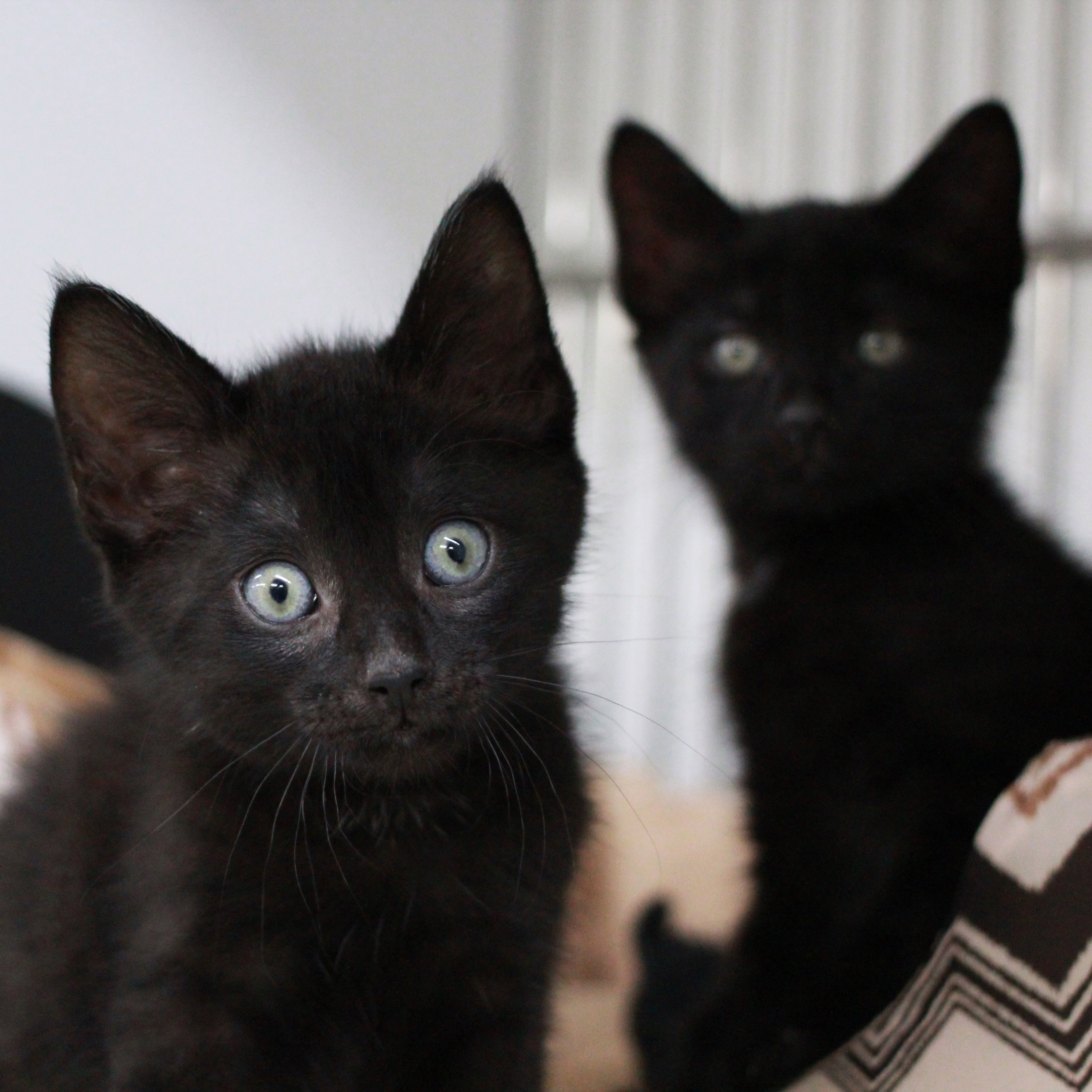 Photo 9 from Chemung County SPCA