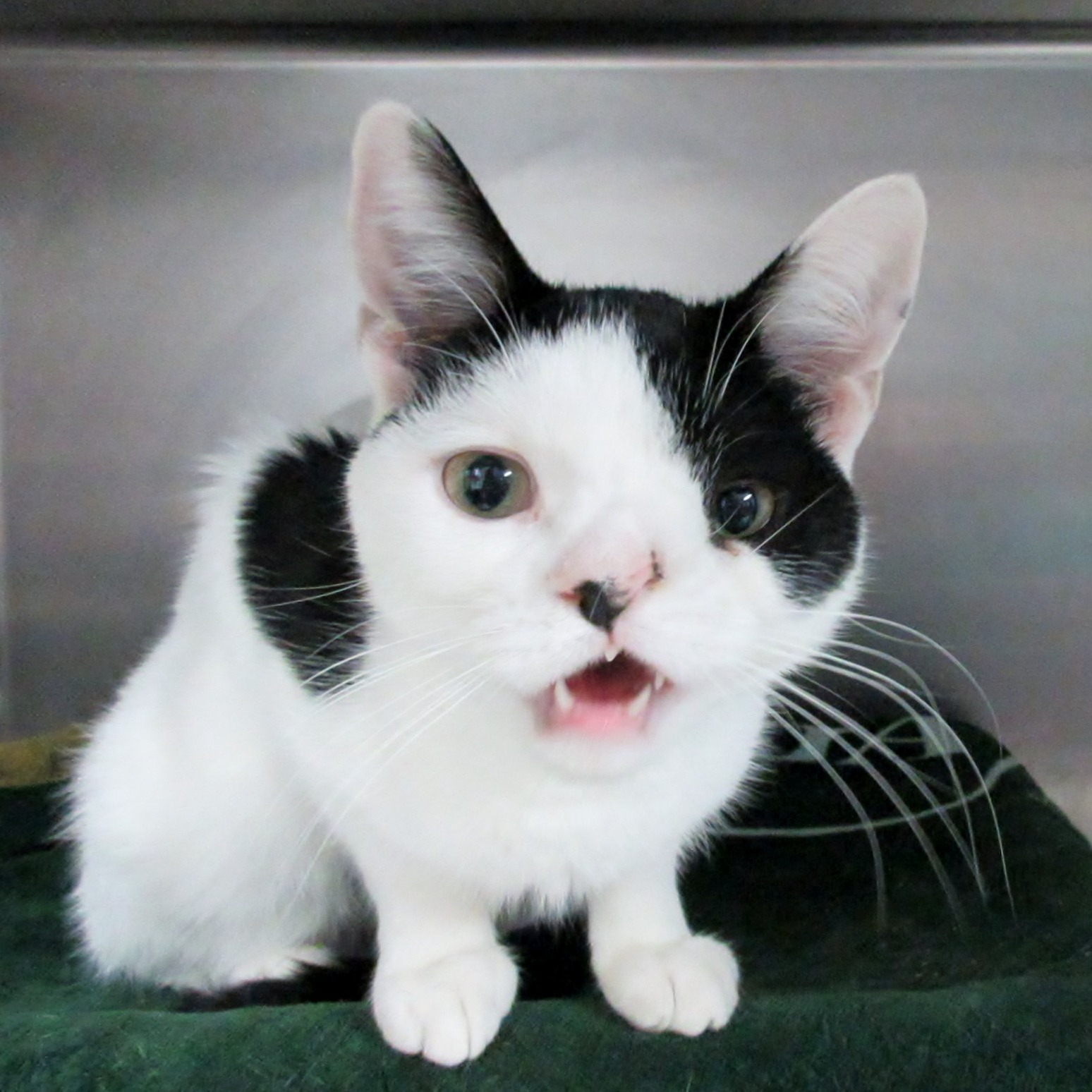 Photo 1 from Chemung County SPCA