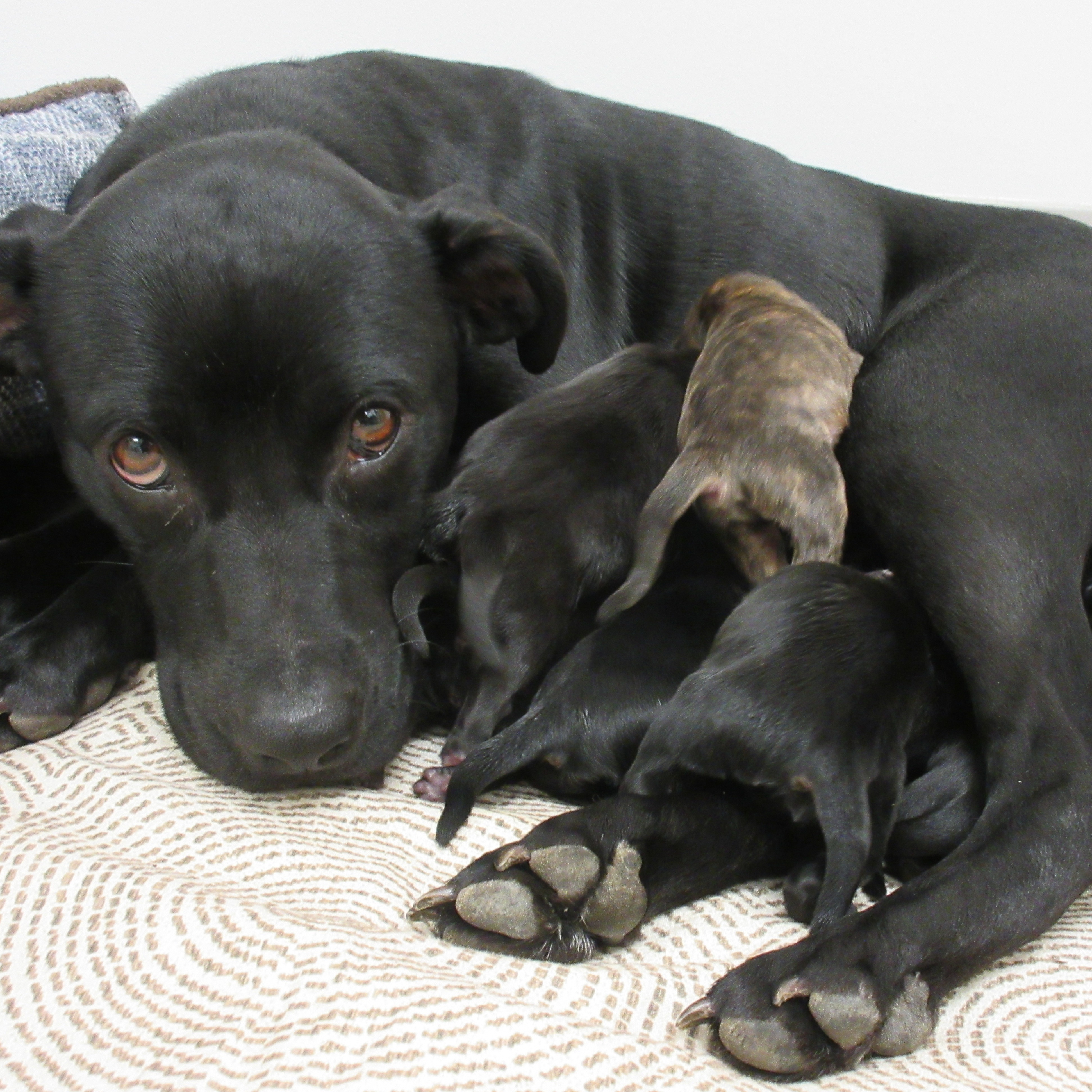 Photo 4 from Chemung County SPCA