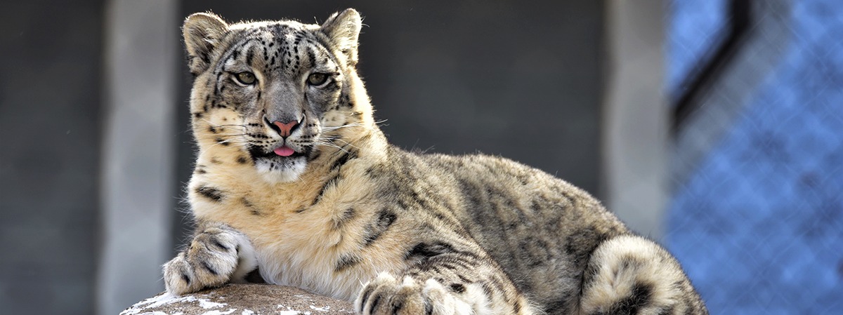 Seneca Park Zoo Society