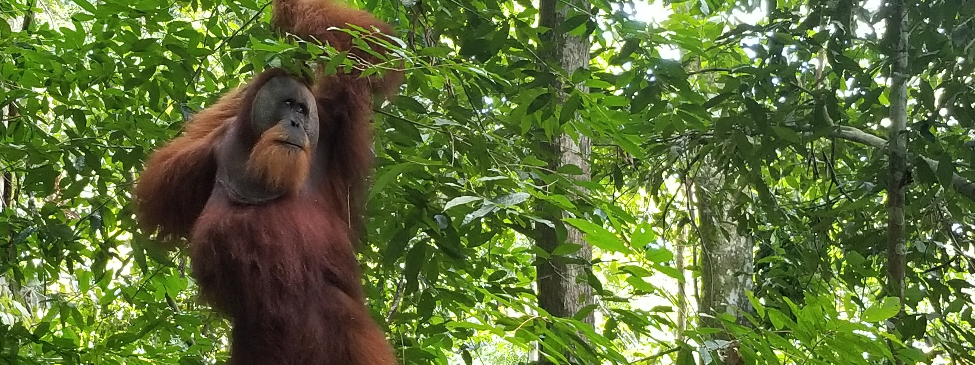 Orang Utan Republik Foundation, Inc.