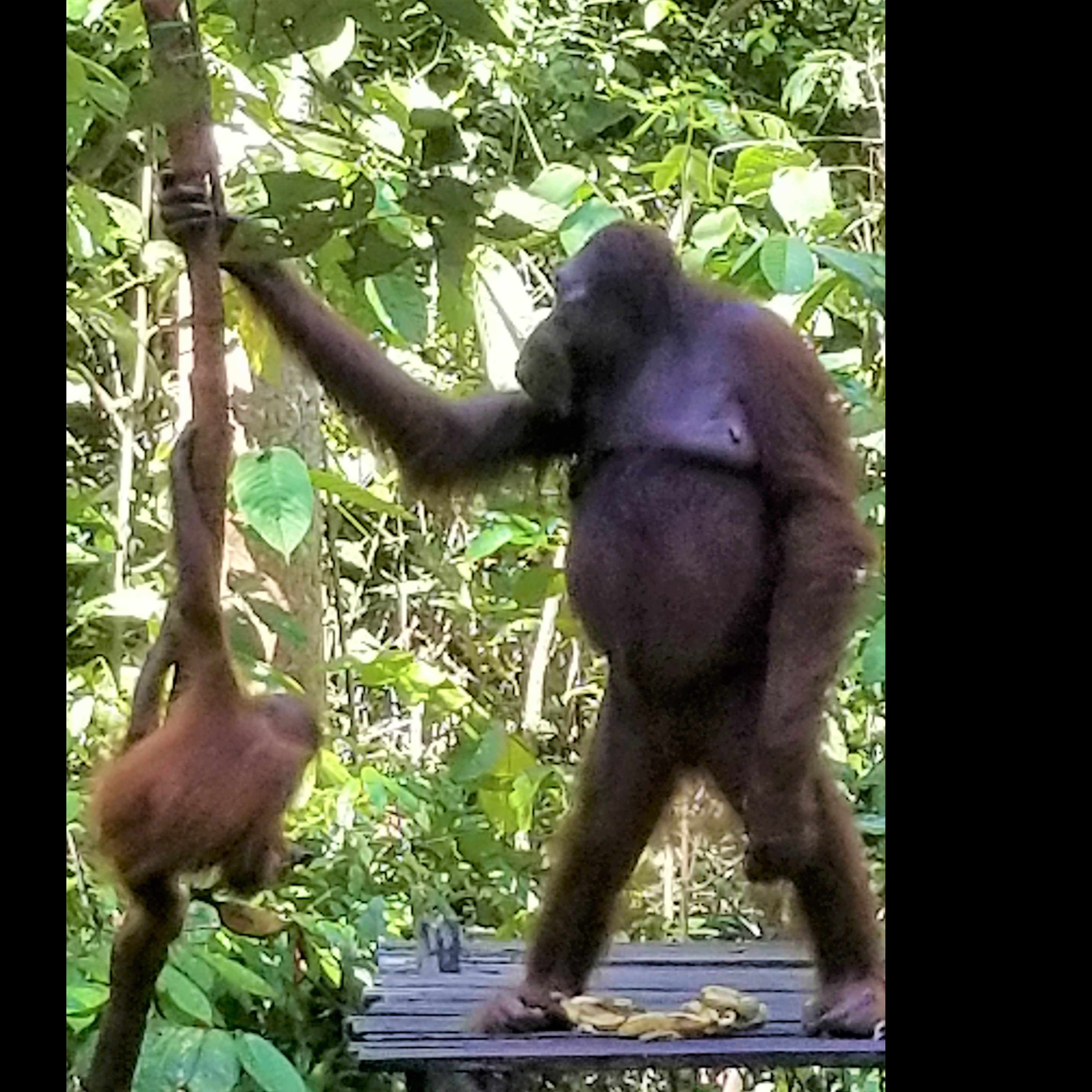 Photo 2 from Orang Utan Republik Foundation, Inc.