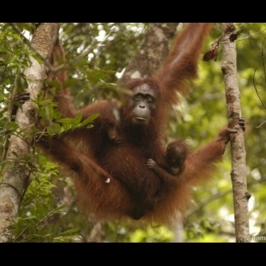 Photo 4 from Orang Utan Republik Foundation, Inc.