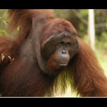 Photo 7 from Orang Utan Republik Foundation, Inc.