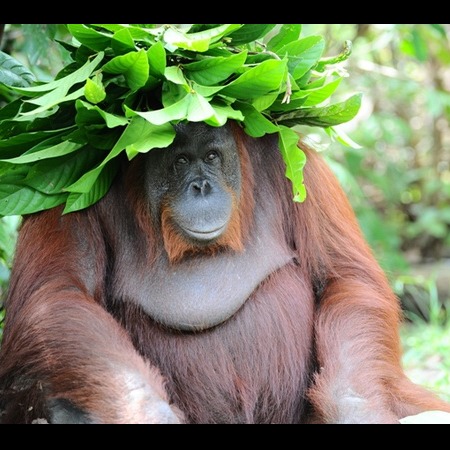Photo 11 from Orang Utan Republik Foundation, Inc.