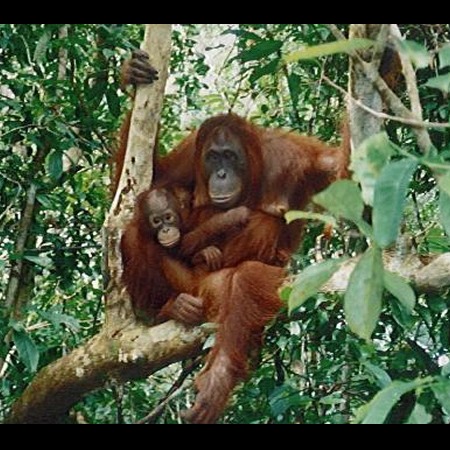 Photo 12 from Orang Utan Republik Foundation, Inc.