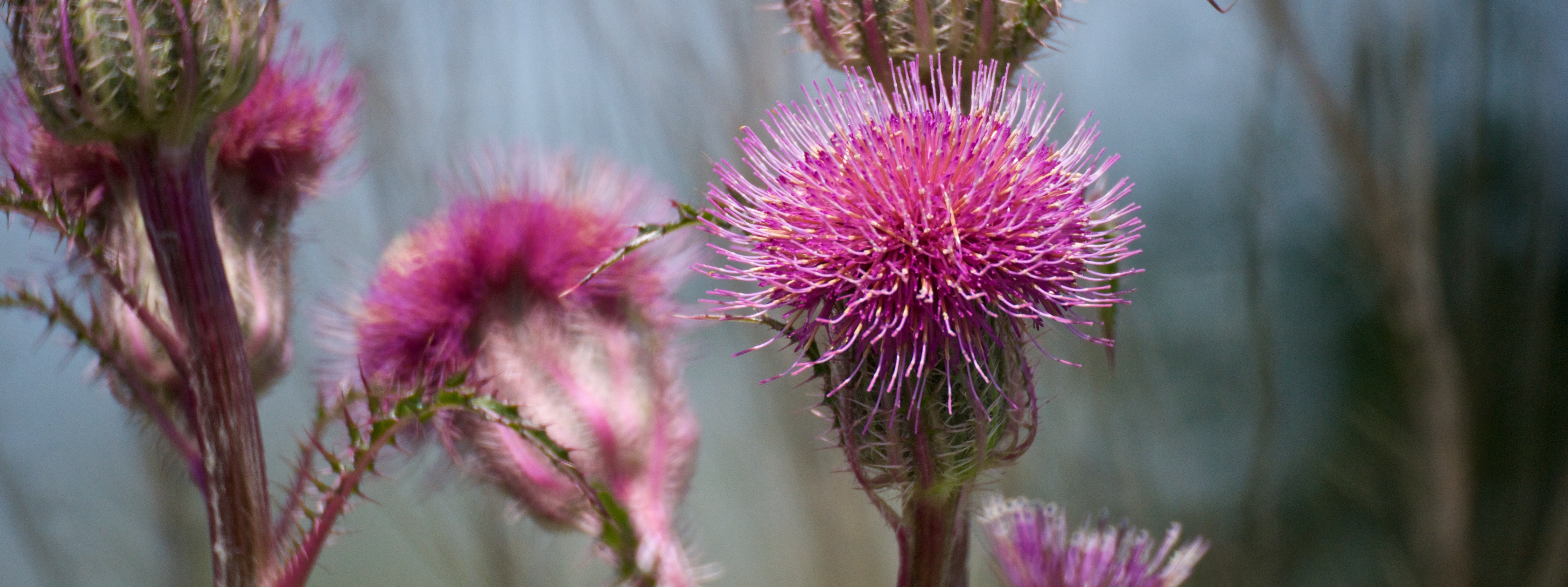 HOUSTON WILDERNESS INC