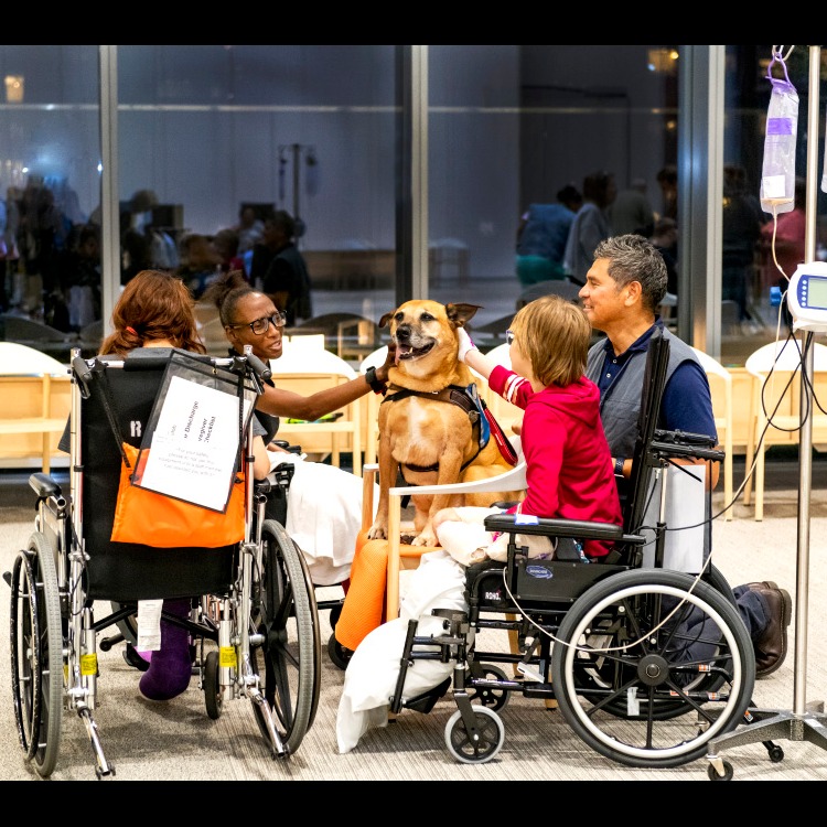 Photo 9 from Canine Therapy Corps