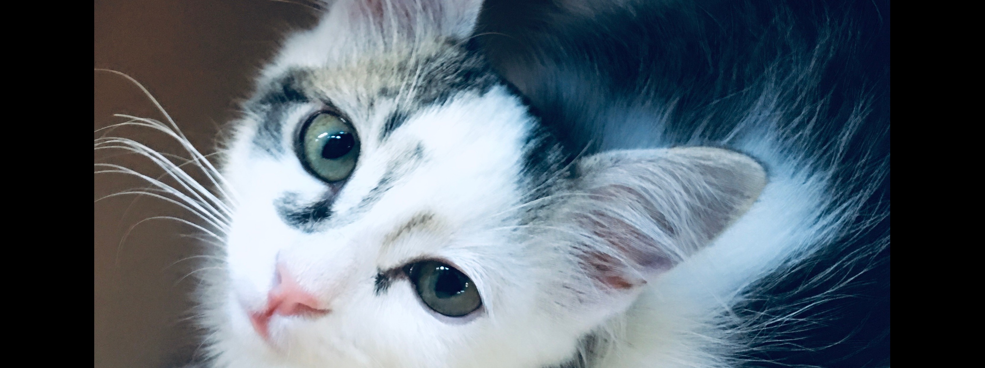 Rocky Mountain Feline Rescue