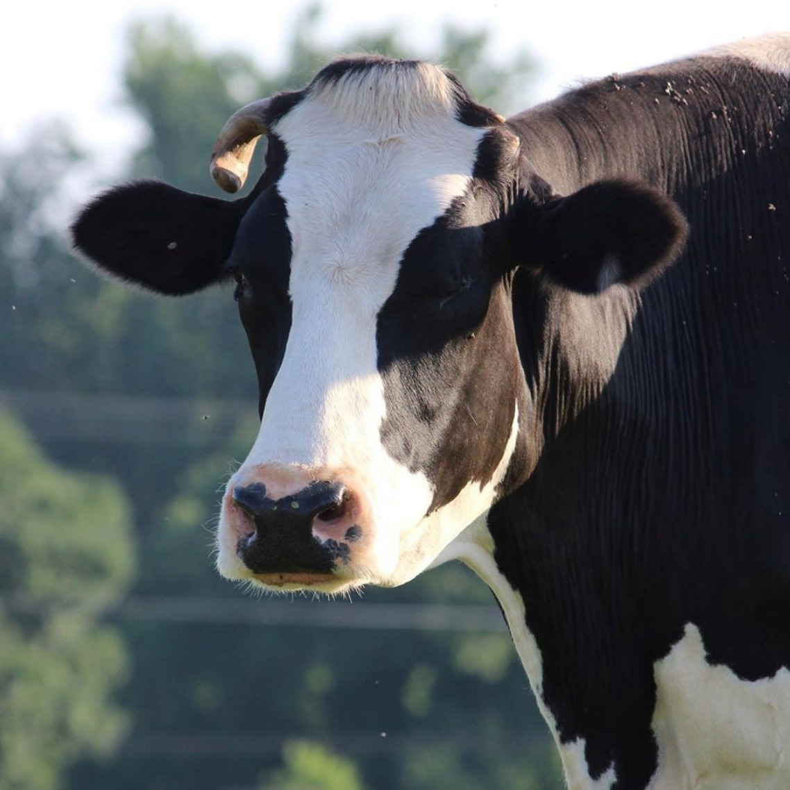 Photo 1 from Rescue Ranch