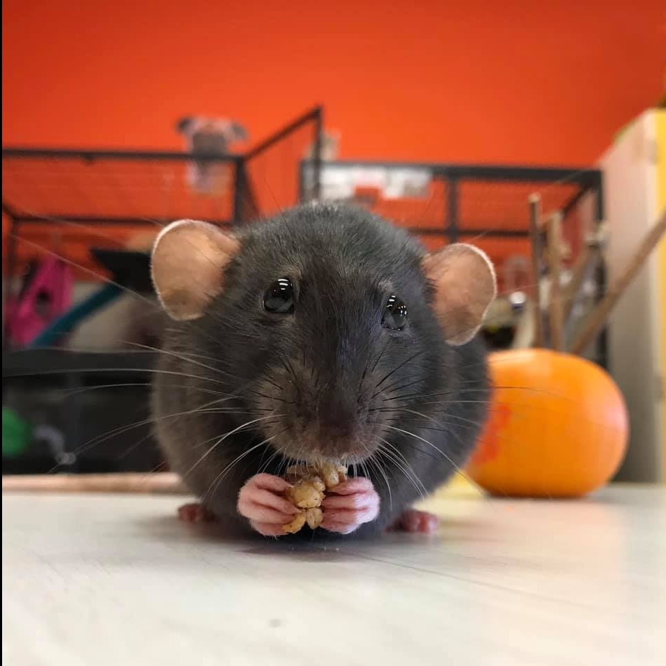 Photo 2 from Rescue Ranch