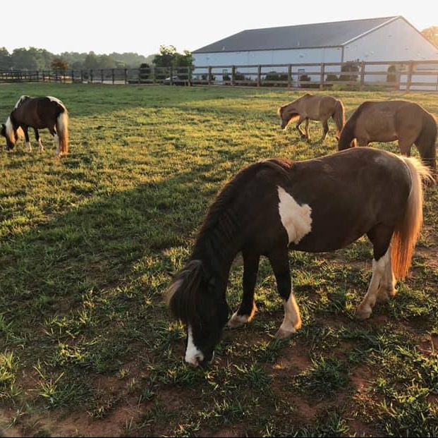 Photo 3 from Rescue Ranch