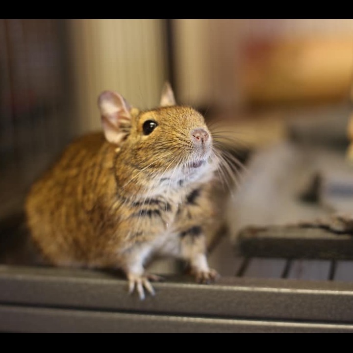 Photo 4 from Rescue Ranch