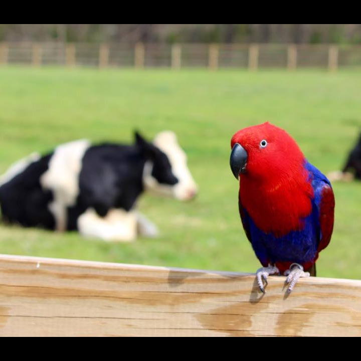 Photo 6 from Rescue Ranch