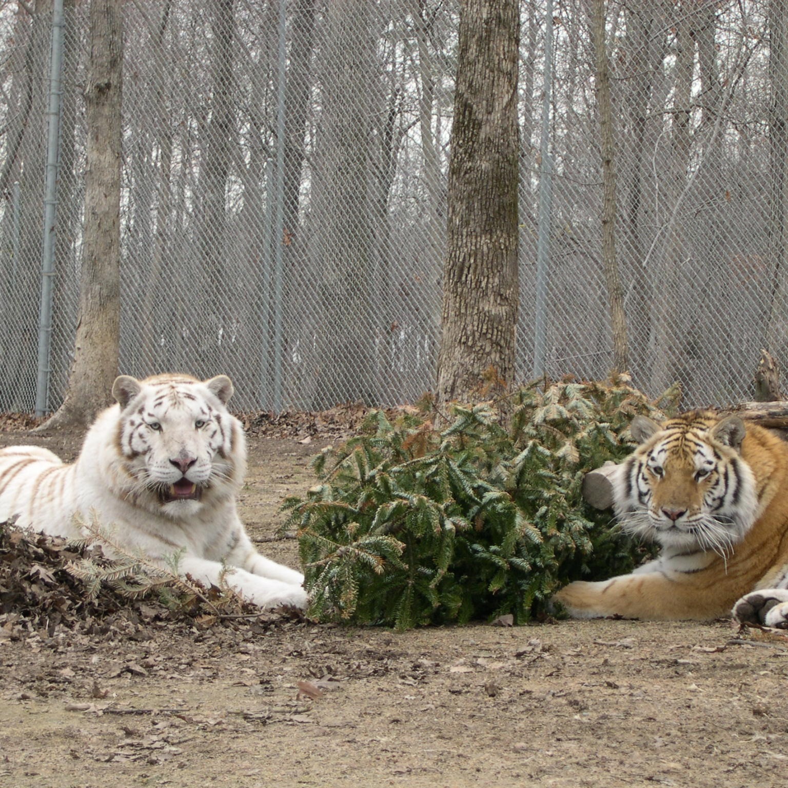 Photo 1 from Tiger World