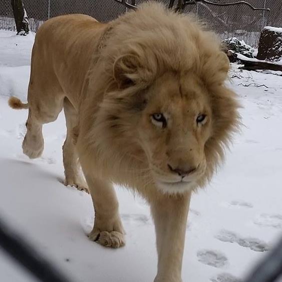 Photo 2 from Tiger World