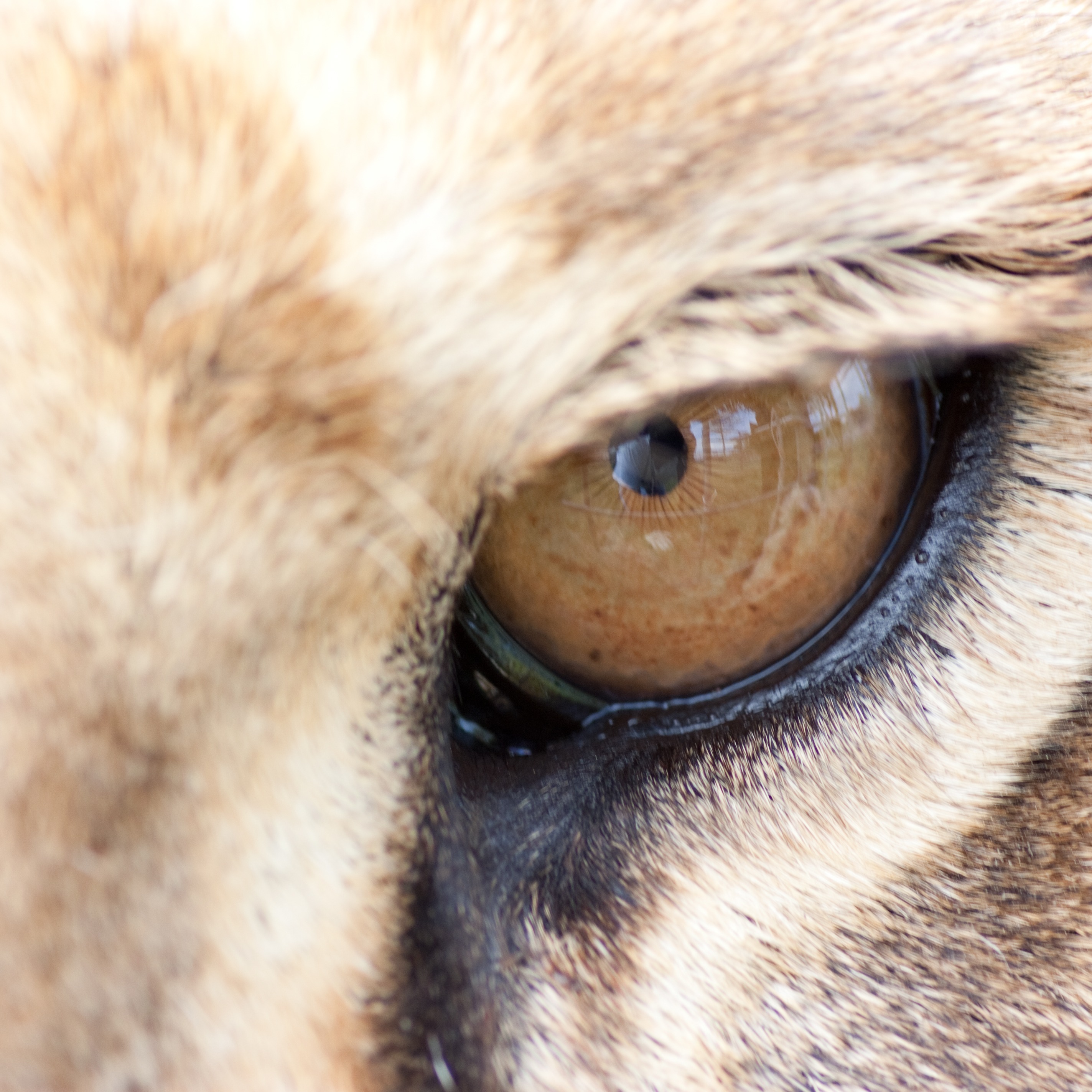 Photo 3 from Tiger World