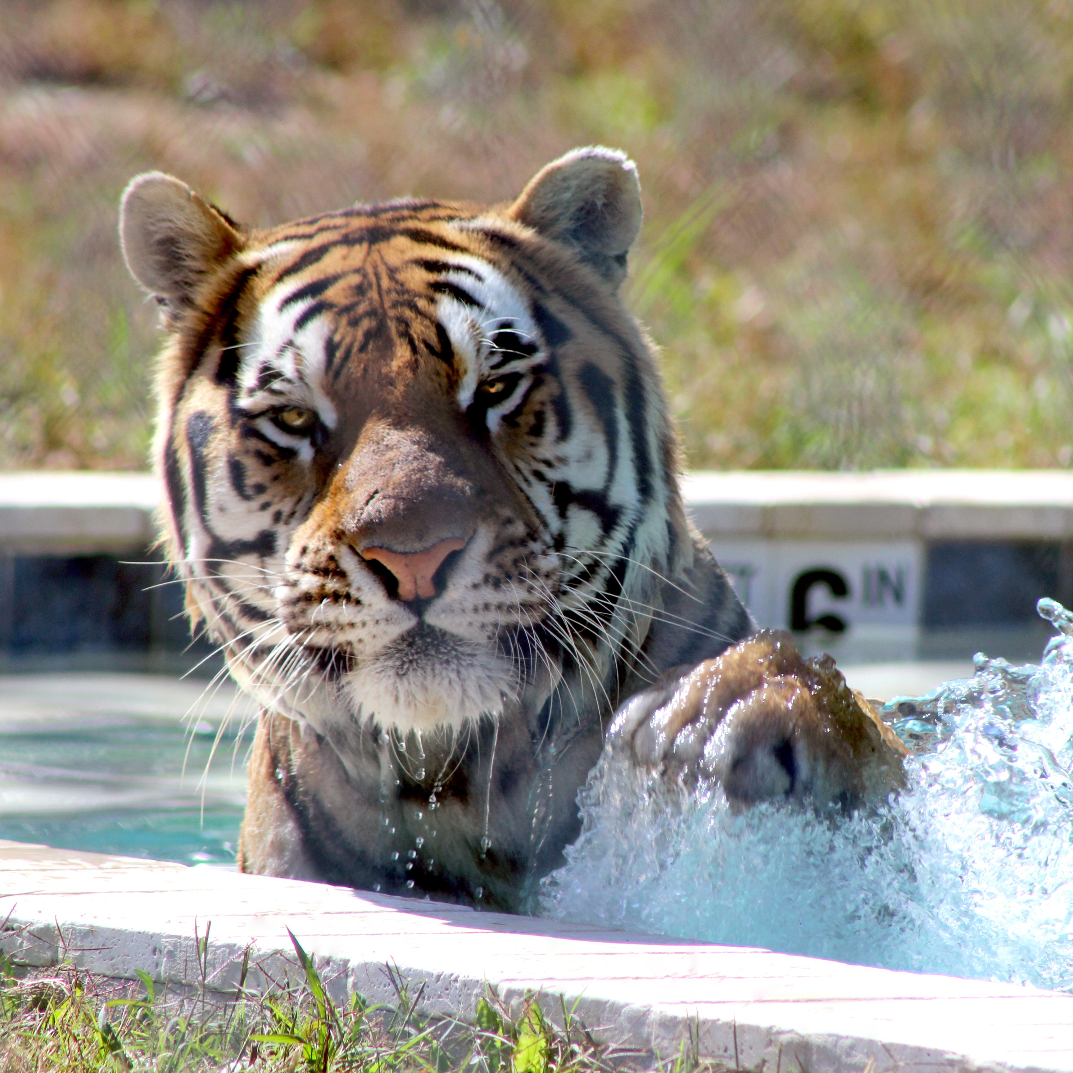 Photo 5 from Tiger World