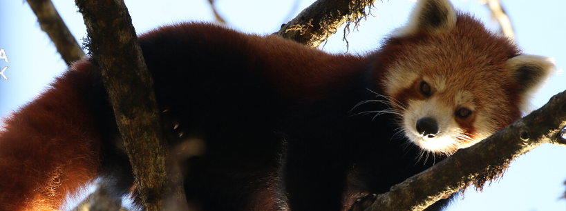 Red Panda Network