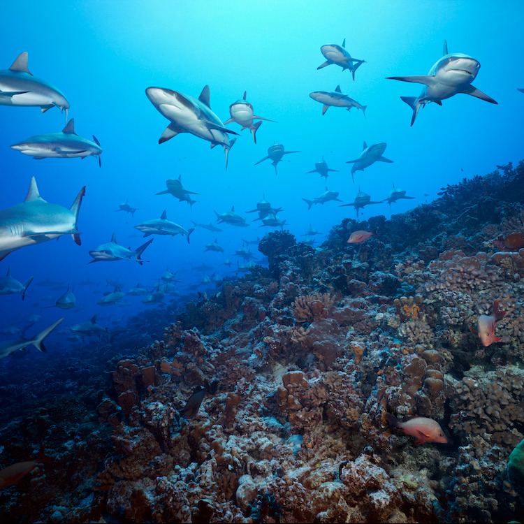 Photo 1 from Oceanic Preservation Society