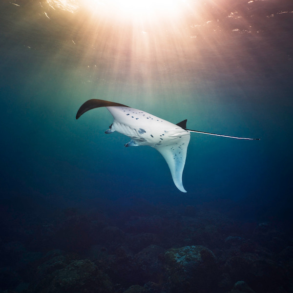 Photo 2 from Oceanic Preservation Society