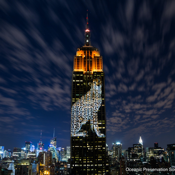 Photo 3 from Oceanic Preservation Society