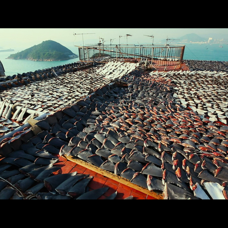 Photo 4 from Oceanic Preservation Society