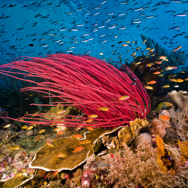 Photo 5 from Oceanic Preservation Society