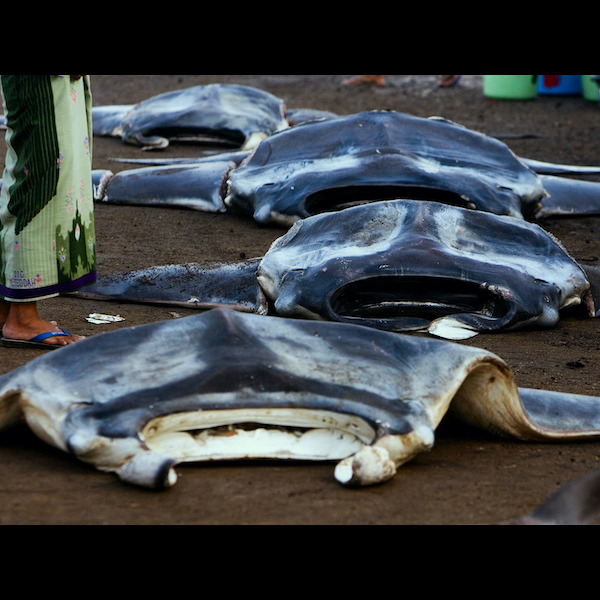 Photo 8 from Oceanic Preservation Society