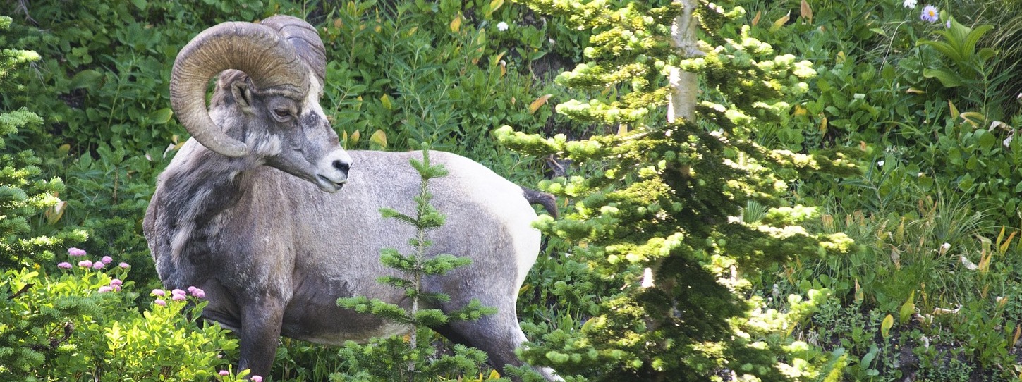 ROCKY MOUNTAIN WILD INCORPORATED