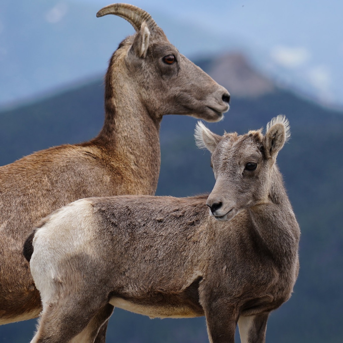 Photo 1 from ROCKY MOUNTAIN WILD INCORPORATED