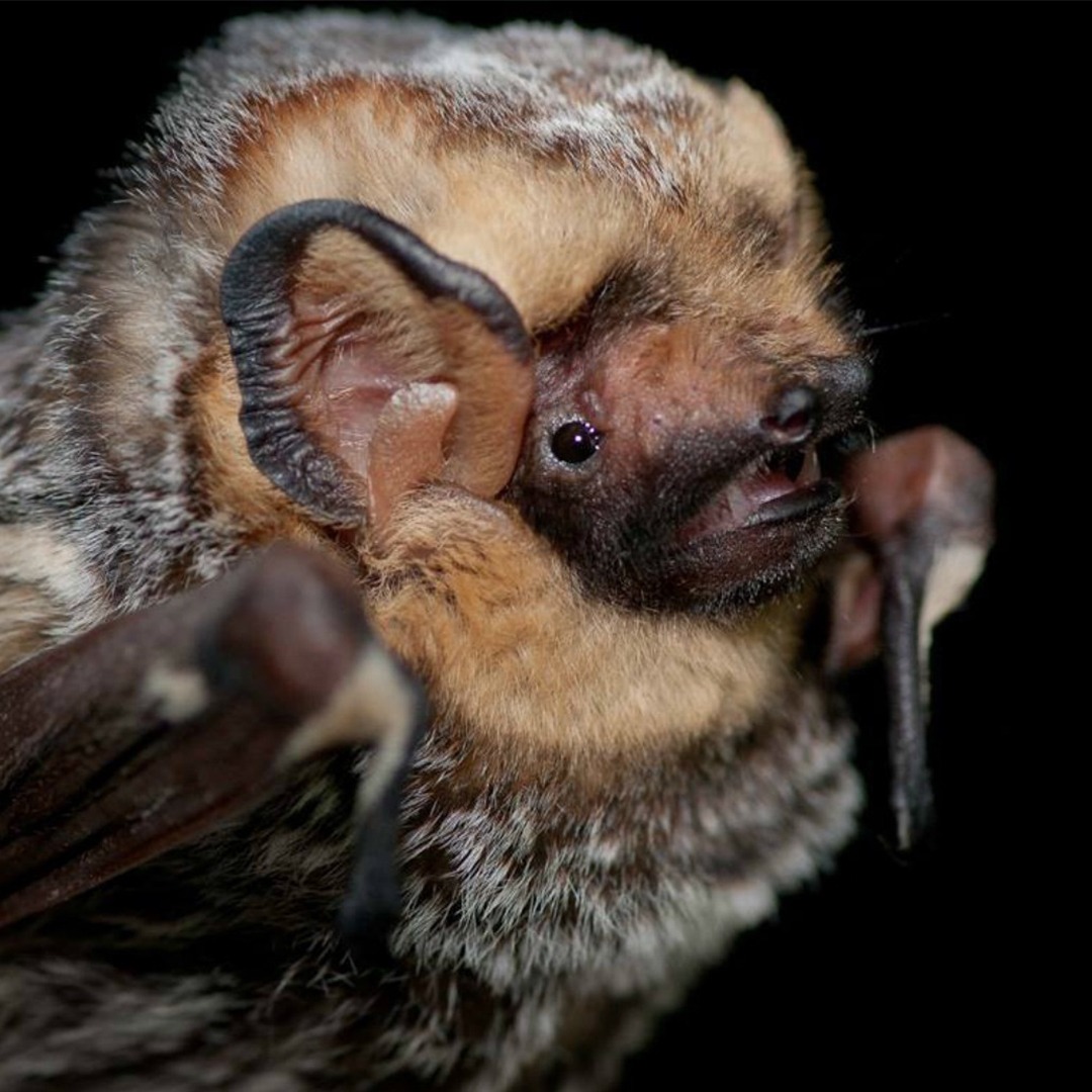 Photo 2 from ROCKY MOUNTAIN WILD INCORPORATED