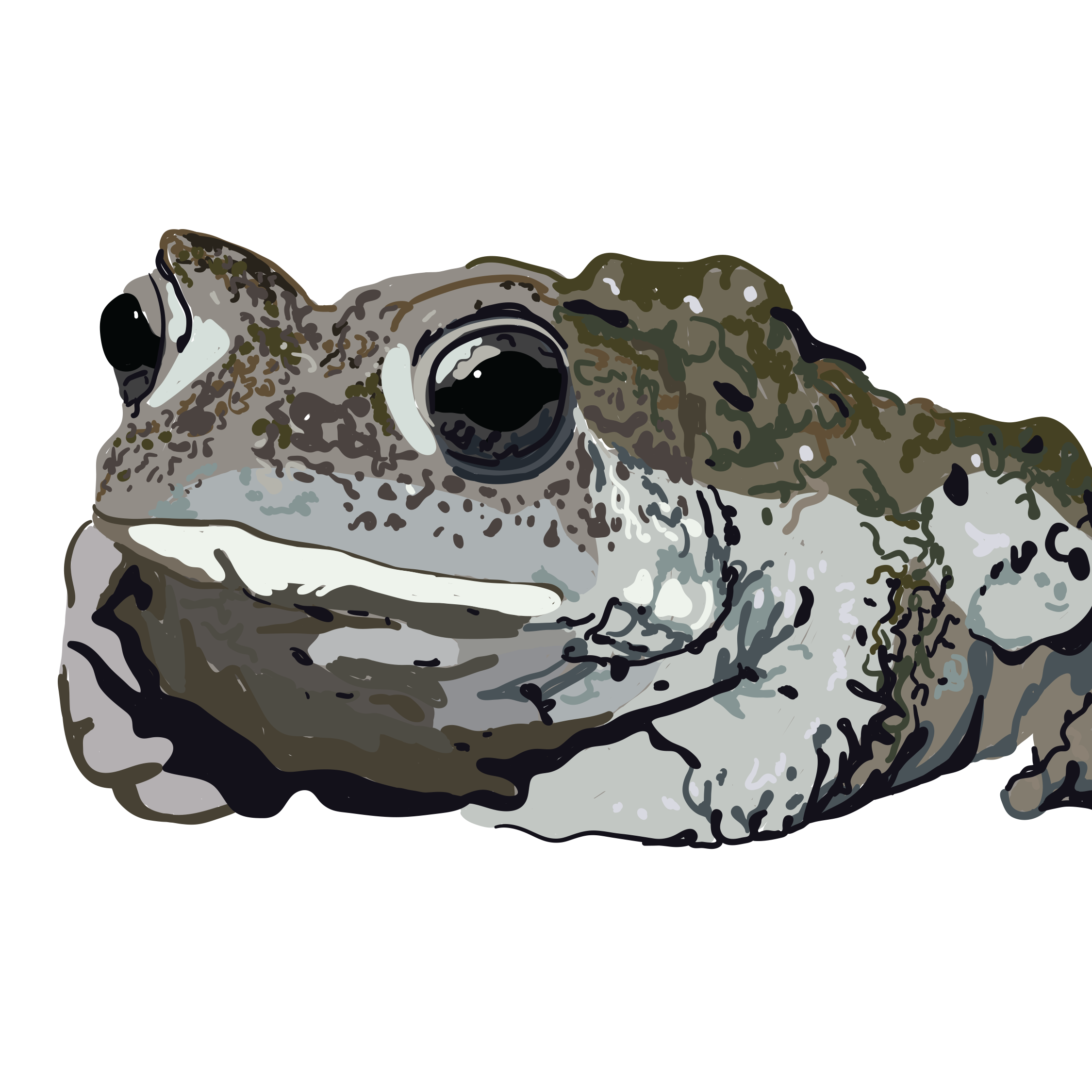 Photo 4 from ROCKY MOUNTAIN WILD INCORPORATED