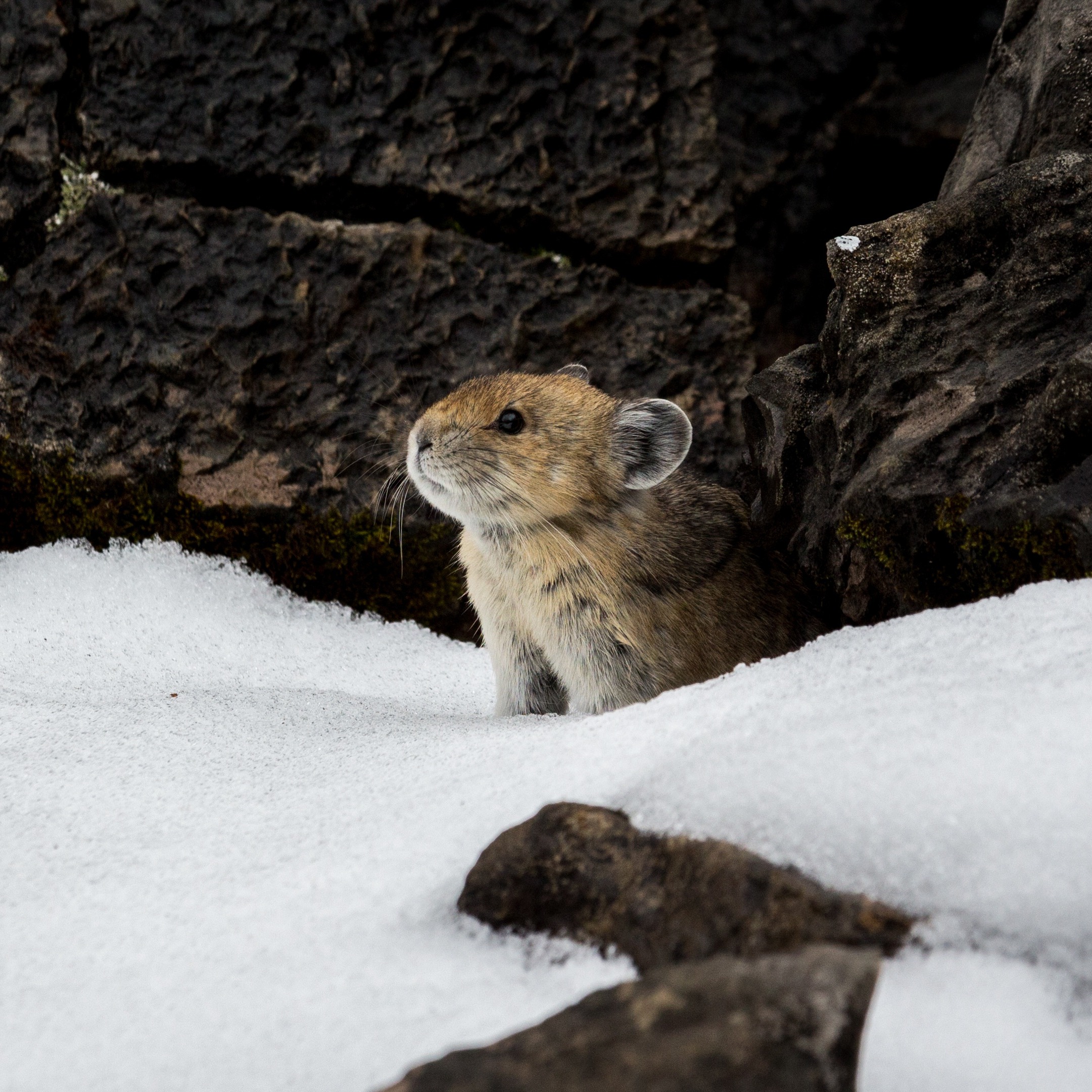Photo 6 from ROCKY MOUNTAIN WILD INCORPORATED