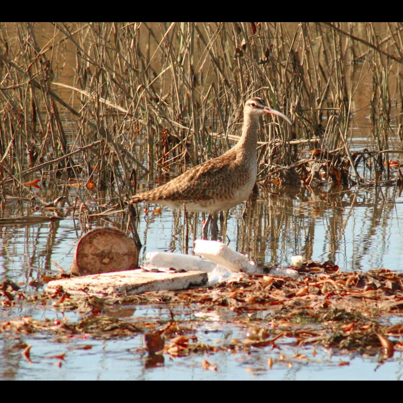 Photo 4 from The San Diego River Park Foundation