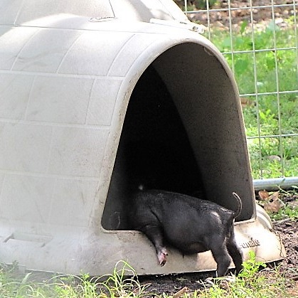 Photo 8 from Rooterville Animal Sanctuary