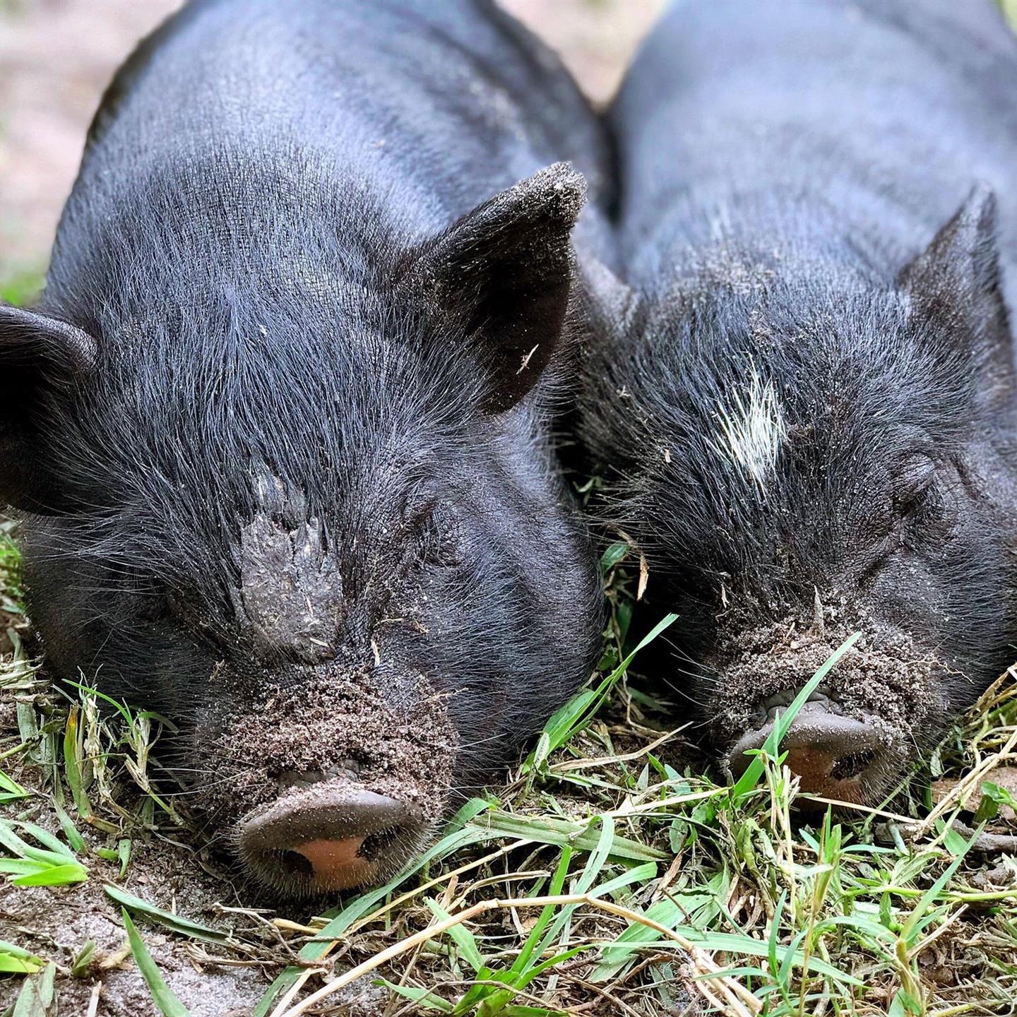 Photo 6 from Rooterville Animal Sanctuary