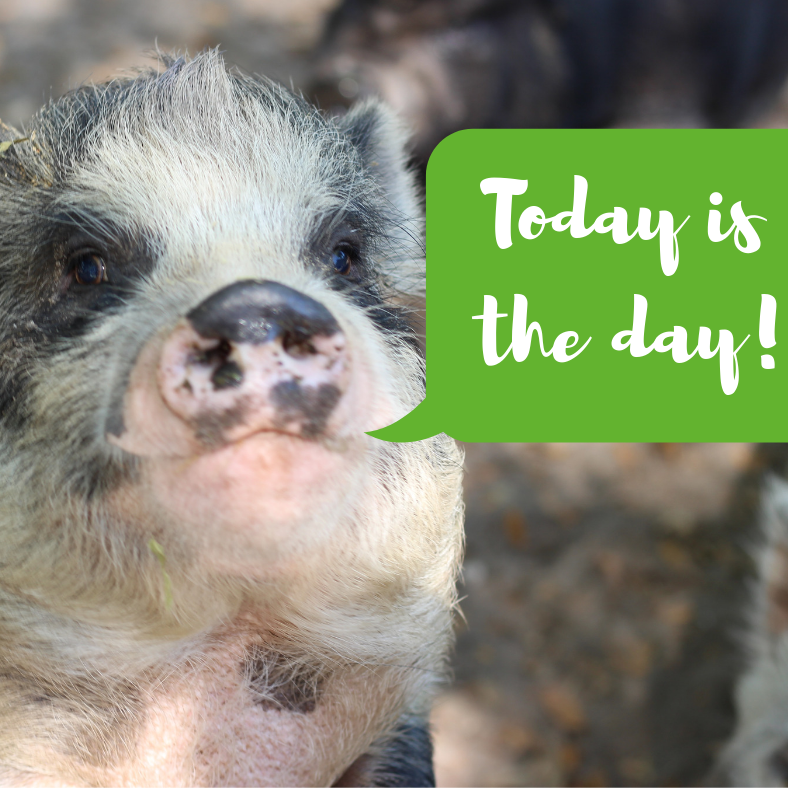 Photo 9 from Rooterville Animal Sanctuary