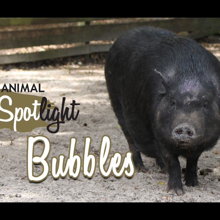 Photo 4 from Rooterville Animal Sanctuary