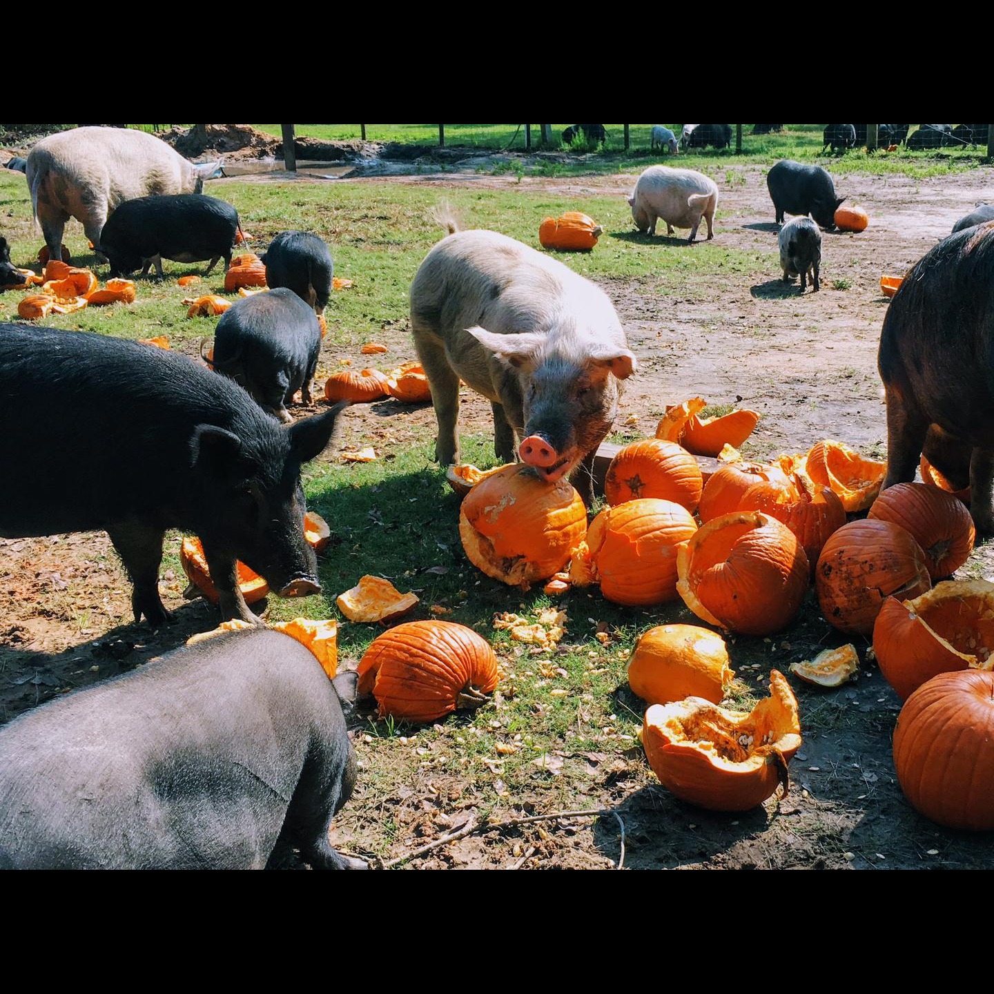 Photo 2 from Rooterville Animal Sanctuary