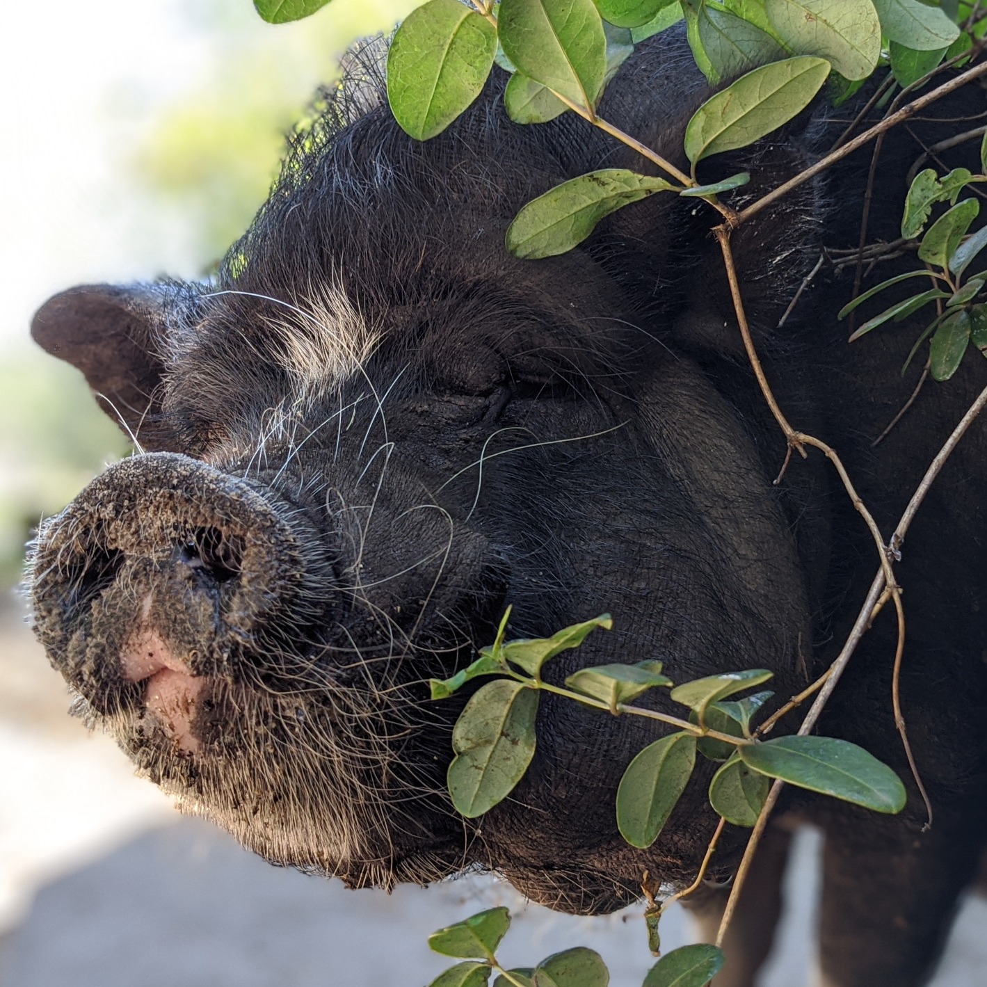 Photo 3 from Rooterville Animal Sanctuary