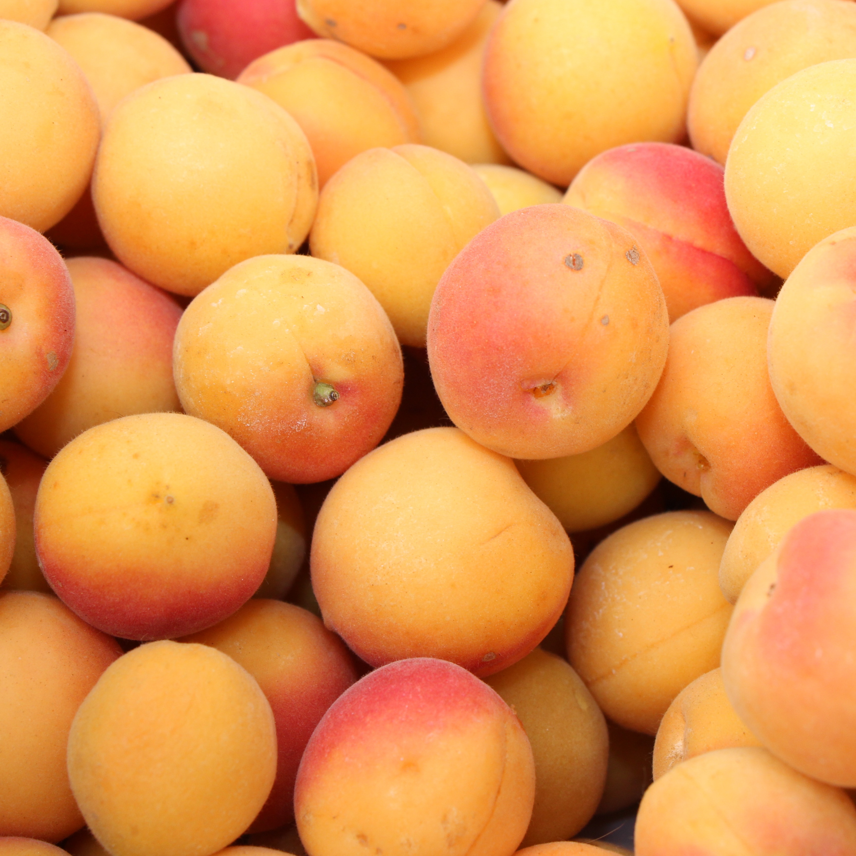 Photo 5 from The Hunger Coalition